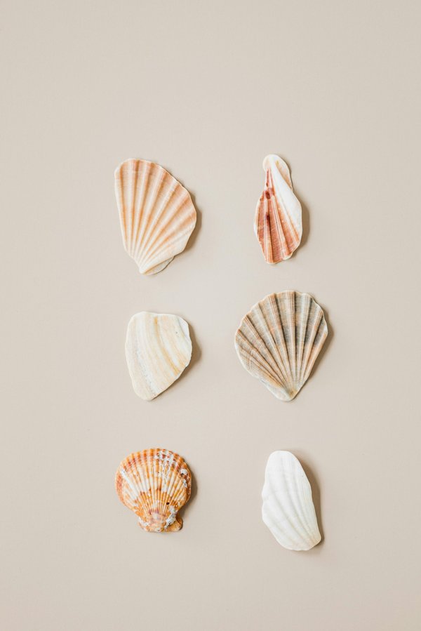 Embrace ocean vibes with our exclusive shell rings collection